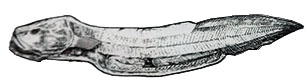 Meteoria erythrops_claves_01.jpg